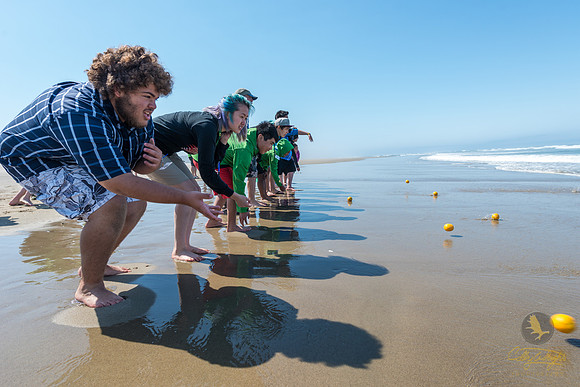 In an effort to learn about longshore drift, GeoFORCE students roll oranges into the oncoming waves along the Oregon coastline.