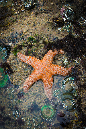A starfish rests on the edge of a tide pool at Cape Perpetua in Oregon.