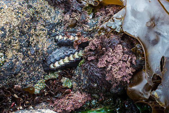 Two Chitons snuggle up under a bed of seaweed at Cape Perpetua along the Oregon coast.